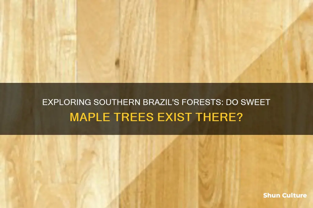 are there sweet maple trees in southern brazil
