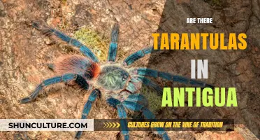 Exploring Antigua's Wildlife: Are Tarantulas Present on the Island?