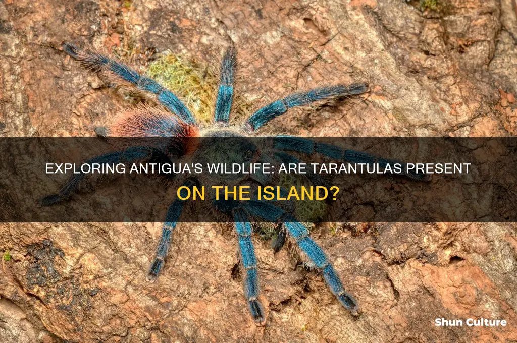 are there tarantulas in antigua