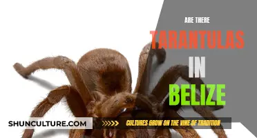 Tarantula Trek: Exploring Belize's Spider Habitat