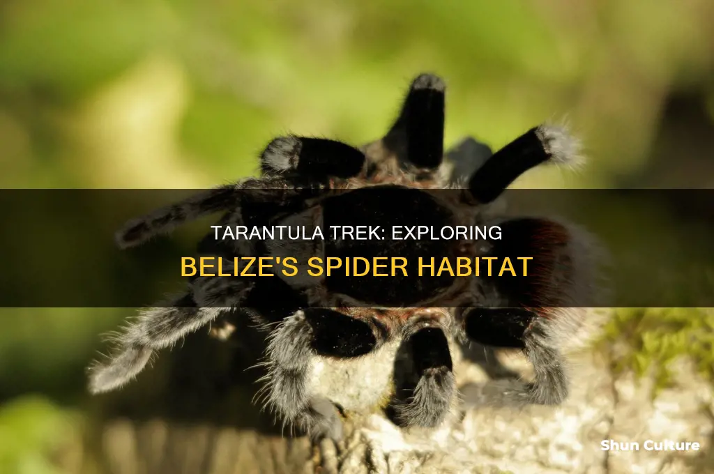 are there tarantulas in belize