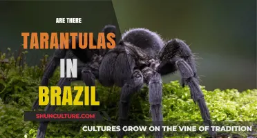 Exploring Brazil's Arachnids: Do Tarantulas Call This Country Home?