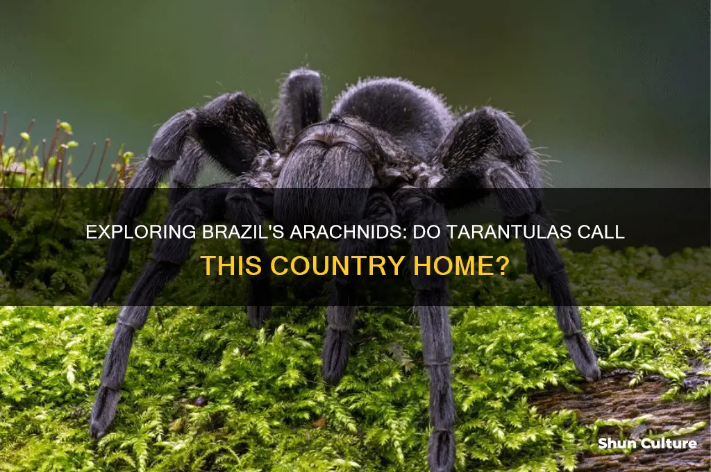 are there tarantulas in brazil
