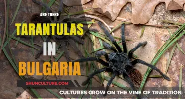 Exploring Bulgaria's Eight-Legged Residents: A Tarantula Enthusiast's Guide