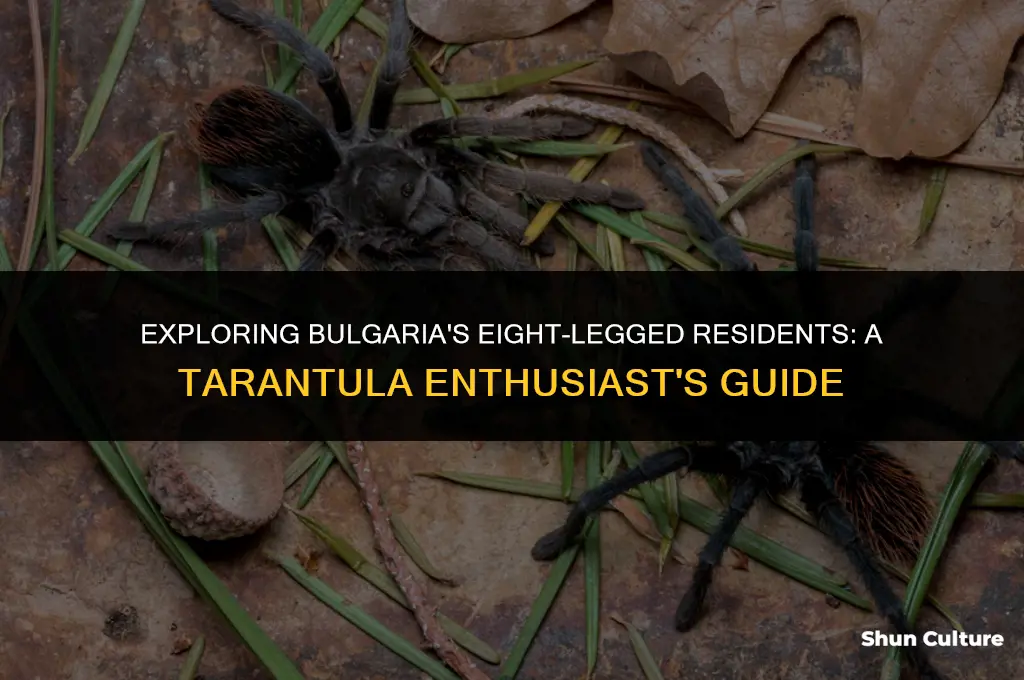 are there tarantulas in bulgaria