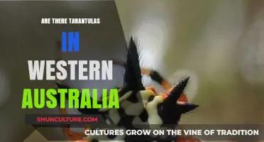 Tarantulas in Western Australia: What You Need to Know