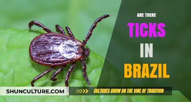 Ticks in Brazil: Presence, Risks, and Prevention Tips for Travelers