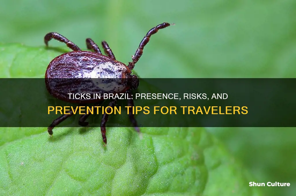 are there ticks in brazil