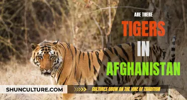 The Elusive Stripes of Afghanistan: A Tiger's Trail