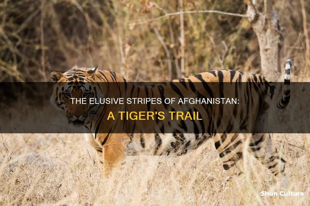 are there tigers in afghanistan