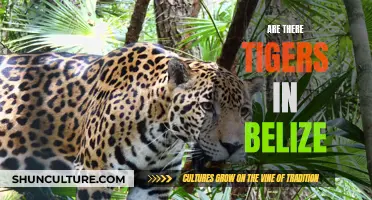 The Truth About Tigers in Belize