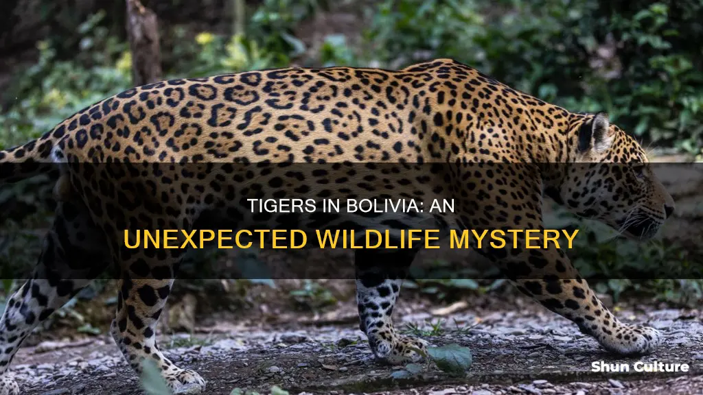 are there tigers in bolivia