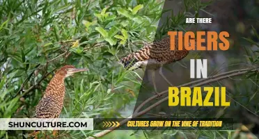 Exploring Brazil's Wildlife: Are Tigers Part of Its Ecosystem?