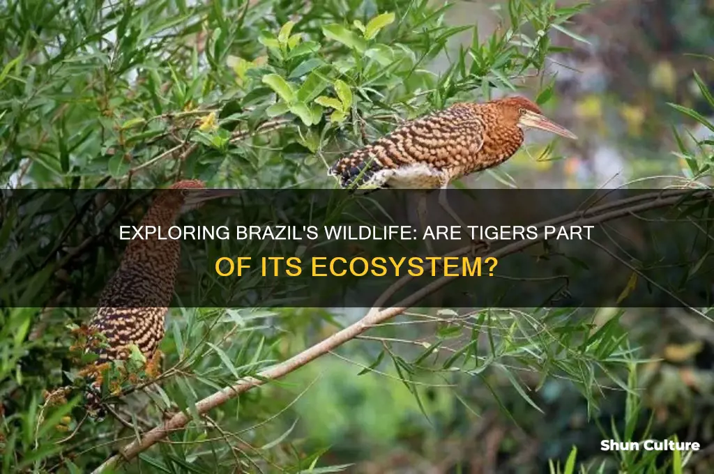 are there tigers in brazil