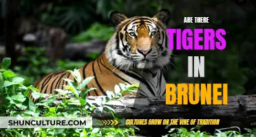 Tigers in Brunei: Do They Exist?