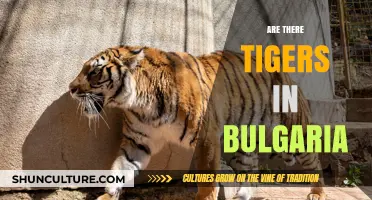 Exploring Bulgaria's Wilderness: The Truth About Tigers in the Balkans