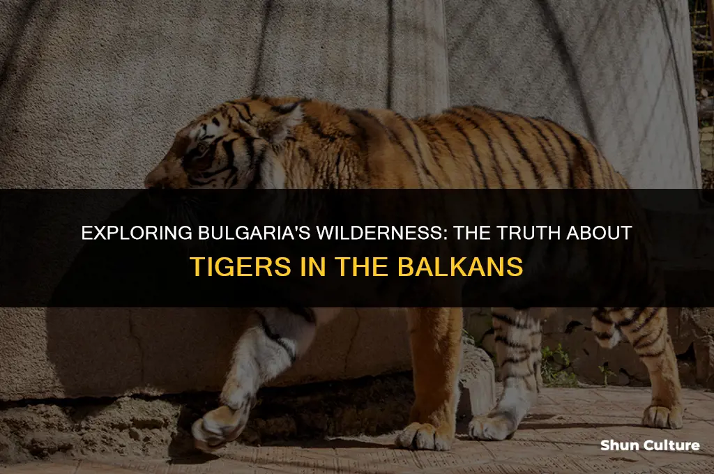 are there tigers in bulgaria