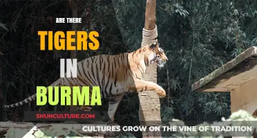 Exploring Myanmar's Wilderness: The Elusive Tigers of Burma