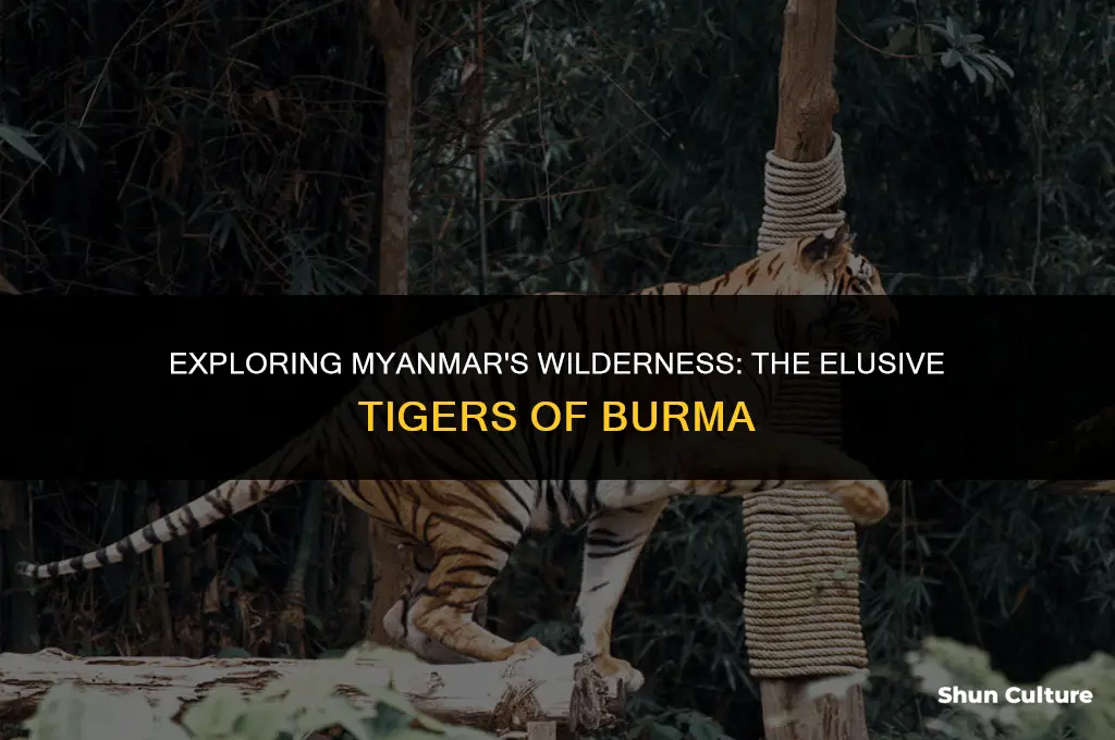 are there tigers in burma