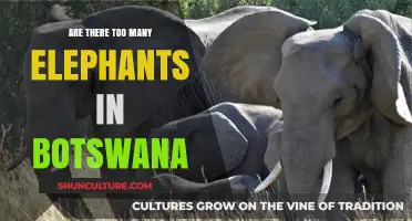 Botswana's Elephant Population: A Blessing or Growing Conservation Challenge?