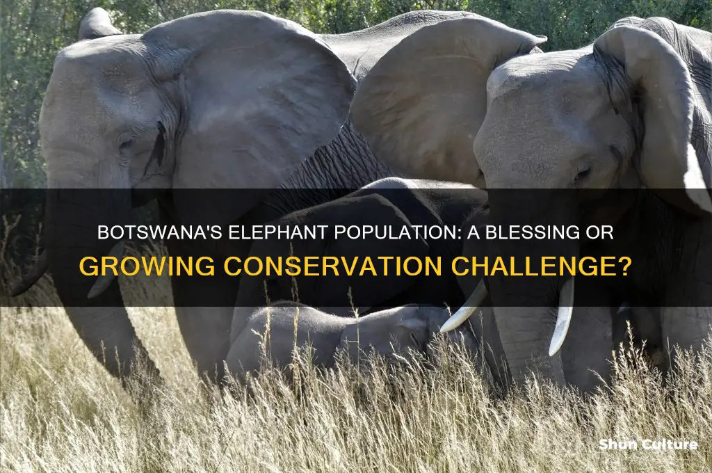 are there too many elephants in botswana