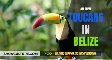 Exploring Belize's Wildlife: Are Toucans Present?