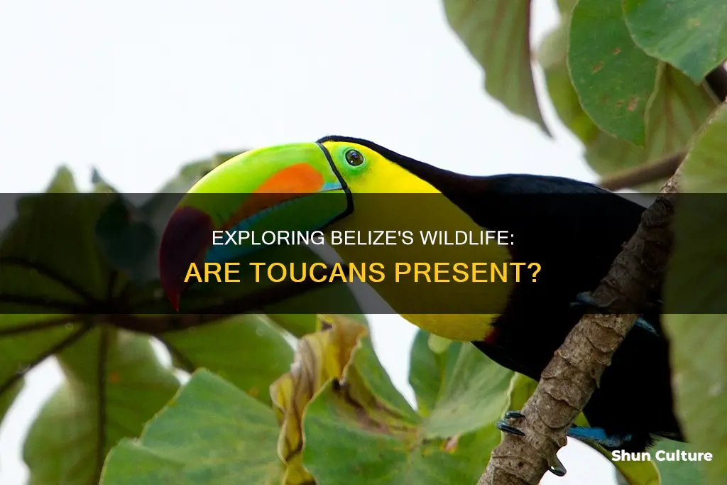 are there toucans in belize