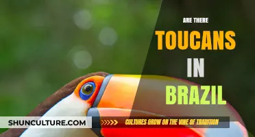 Discovering Brazil's Toucans: Habitat, Behavior, and Conservation Efforts