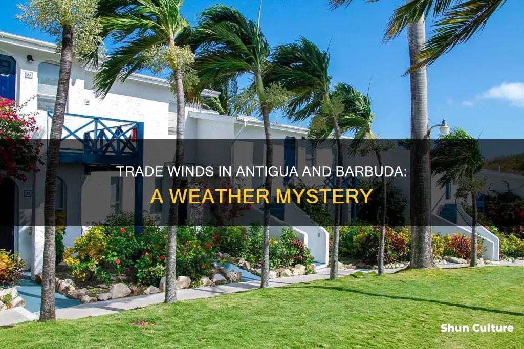 are there trade winds blowing in antigua and barbuda