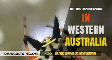 Trapdoor Spiders: Western Australia's Unique Arachnids