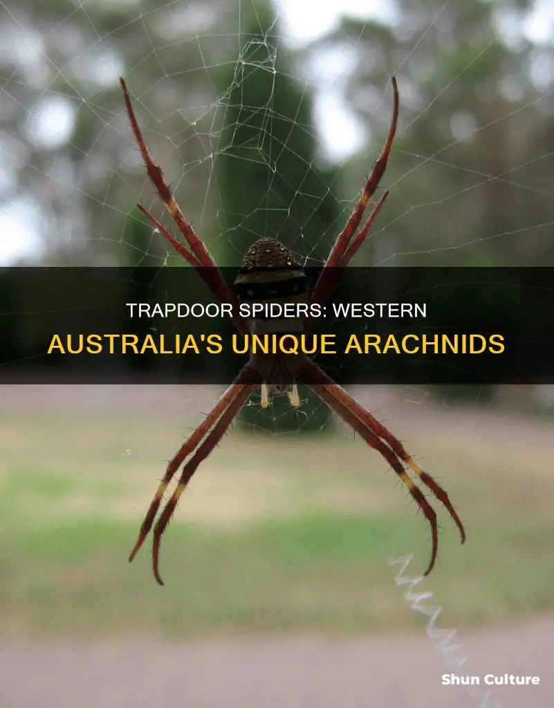 are there trapdoor spiders in western australia