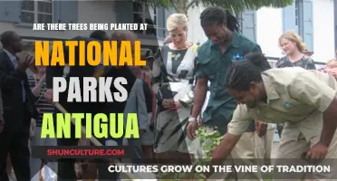 National Parks Antigua: Tree Planting Efforts and Environmental Impact