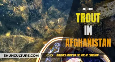 Trout in Afghanistan: An Unlikely Habitat