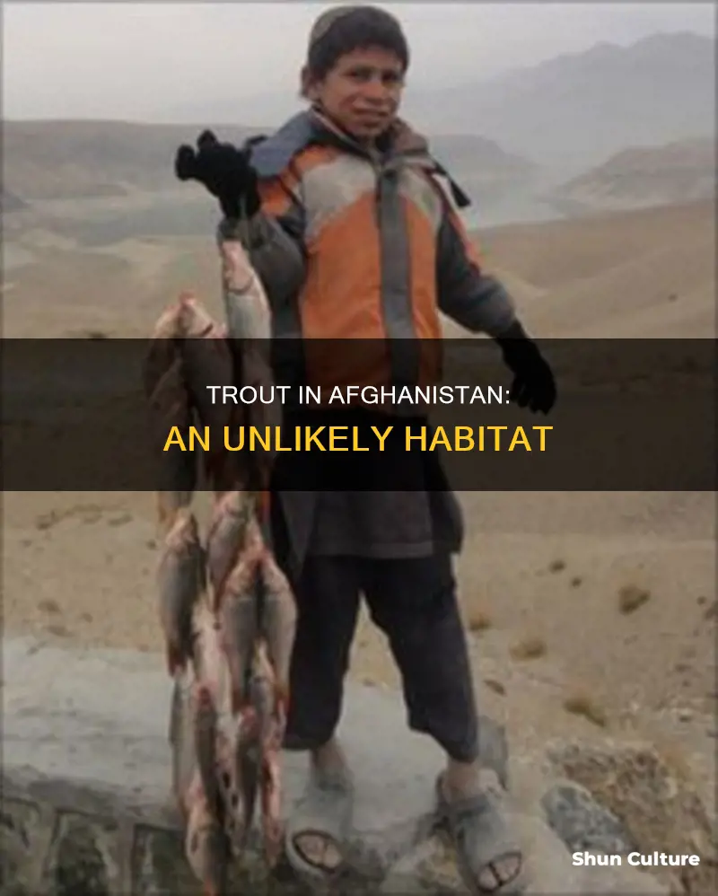 are there trout in afghanistan