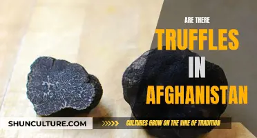 The Truffle Trail in Afghanistan: A Culinary Mystery Unveiled