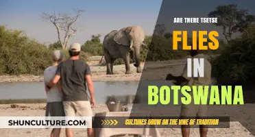 Tsetse Flies in Botswana: Presence, Impact, and Control Measures Explained