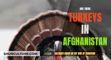 Turkey Trajectory: A Look at Afghanistan's Avian Visitors