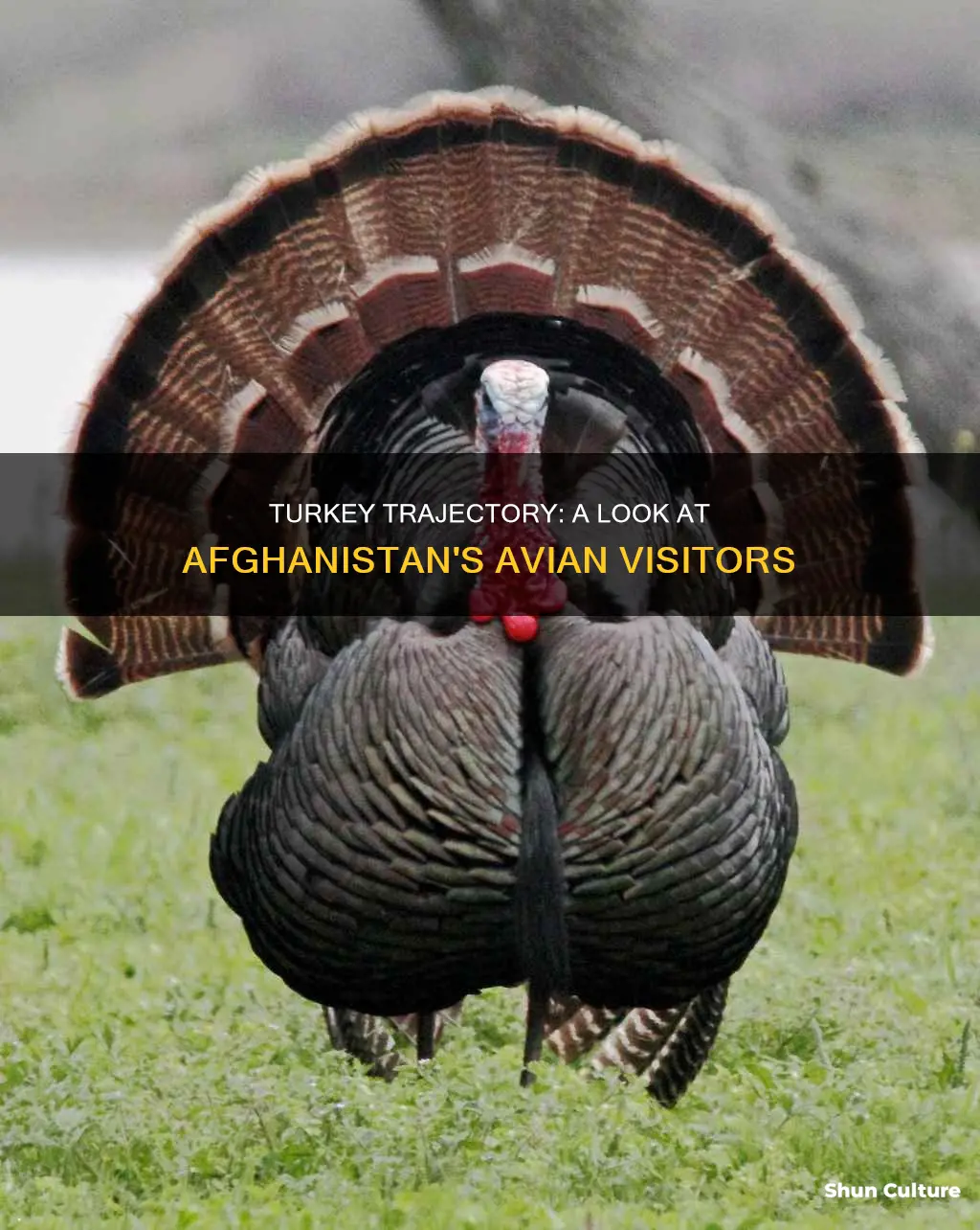 are there turkeys in afghanistan