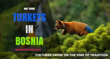 Exploring Bosnia's Wildlife: Are Turkeys Part of Its Ecosystem?
