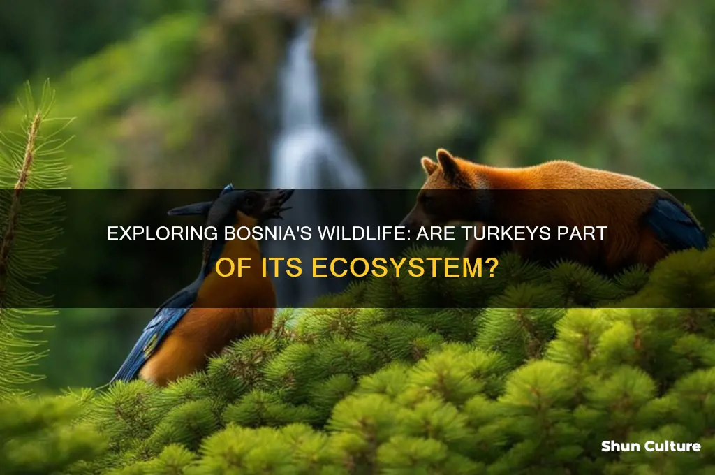 are there turkeys in bosnia