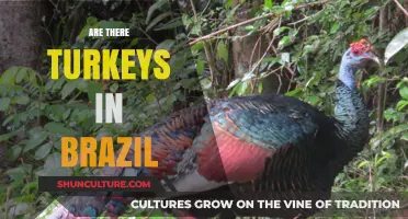 Exploring Brazil's Wildlife: Are Turkeys Part of the Ecosystem?