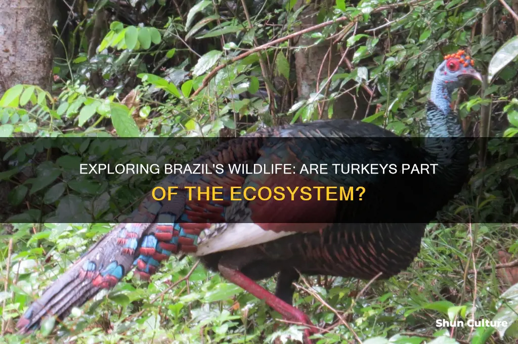 are there turkeys in brazil