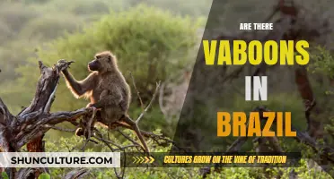 Exploring Brazil's Wildlife: Are Baboons Found in Brazilian Habitats?