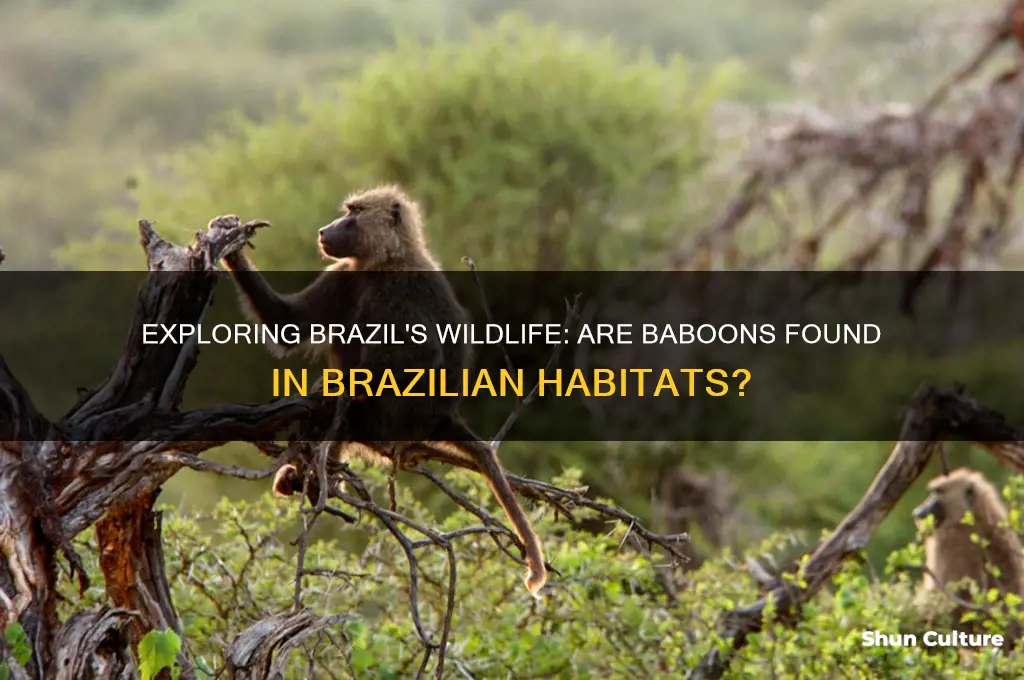 are there vaboons in brazil