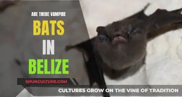 Vampire Bats in Belize: What's the Truth?