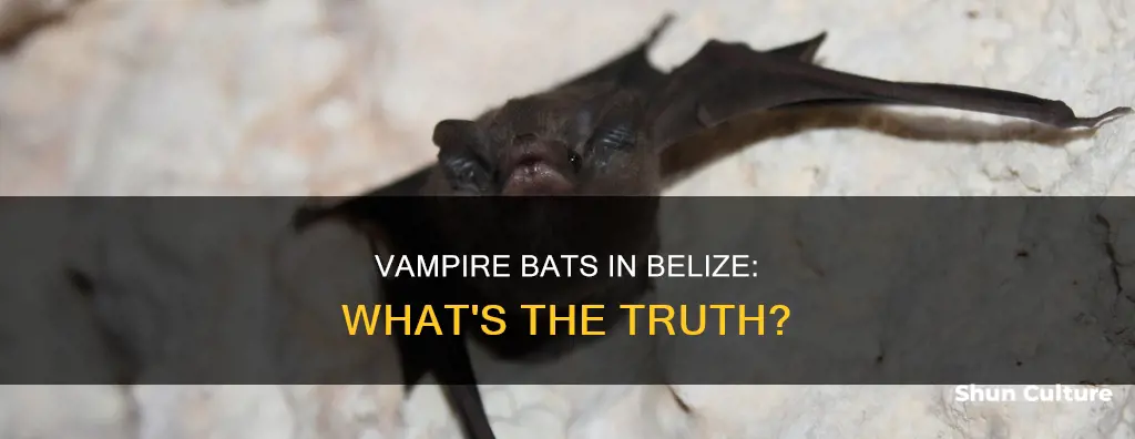 are there vampire bats in belize