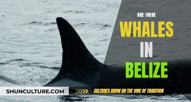 Whale Watching in Belize: What You Need to Know