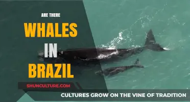 Whales in Brazil: Exploring the Coastal Giants of South America