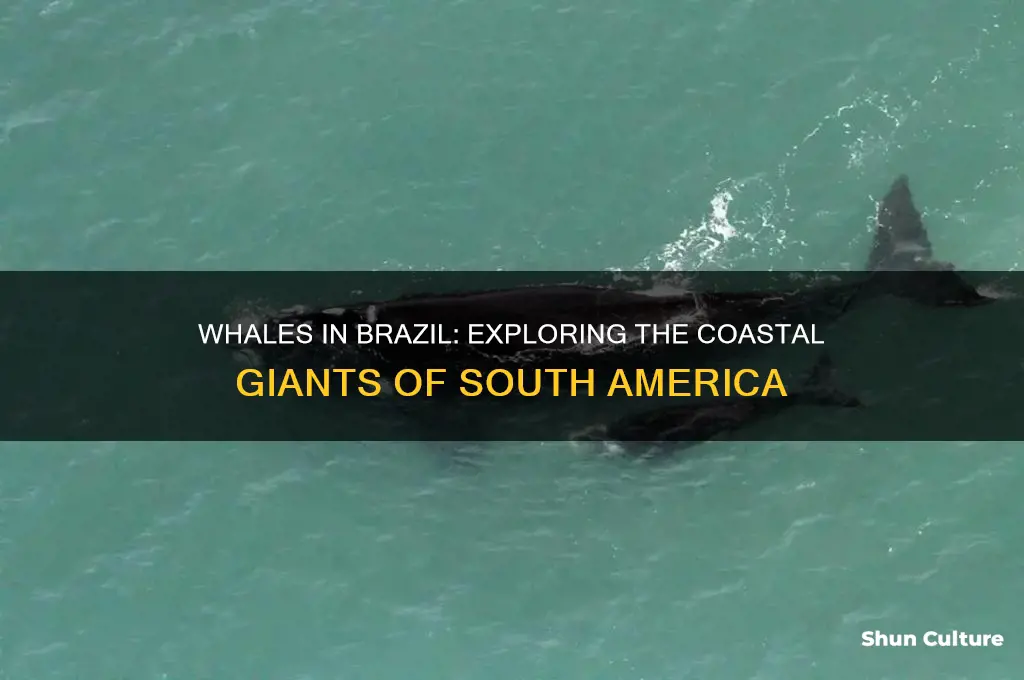 are there whales in brazil