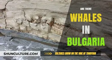 Exploring Bulgaria's Seas: A Quest for Whales in the Black Sea